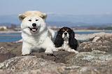 AKITA INU & CAVALIER KING CHARLES 001